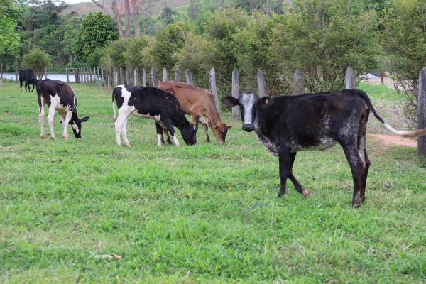 Secretaria de Agricultura distribui vacinas contra aftosa