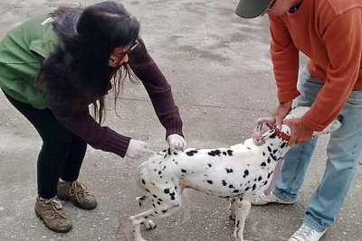 Vacinação contra raiva para cães e gatos na Casa Amarela e bairros próximos