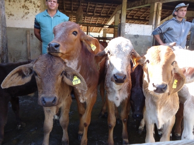 Secretaria de Agricultura realiza mais de 1.600 inseminações artificiais