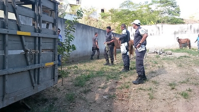 Apreensão de animais em Santanésia